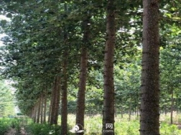 河南周口：培育出不飞絮的杨树新品种