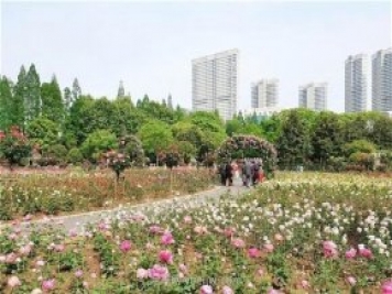 武汉市第十三届月季展，青山和平公园等你来打卡