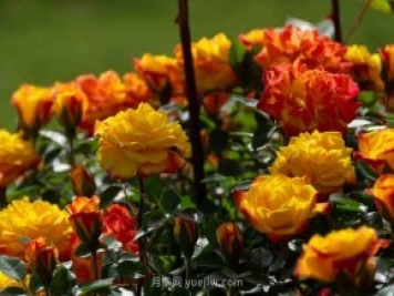 安阳市滑县森林公园月季花开放，赏花打卡正当时
