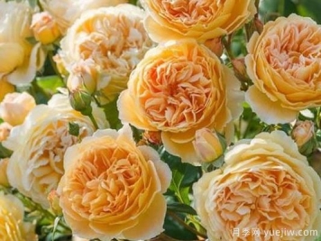 大花香水月季的养护方法，分享10种花香飘满屋