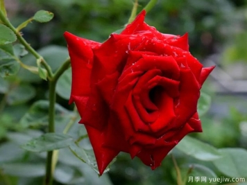 2023年情人节十大玫瑰品种销量榜，卡罗拉位居首位