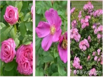 轻松区分月季、玫瑰和蔷薇ROSE三姐妹，不再迷茫于爱情花海