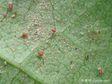 月季常见病虫害之红蜘蛛的习性和防治措施