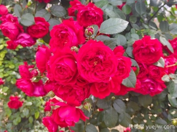 6款红色系的藤本月季品种，适合打造网红花墙