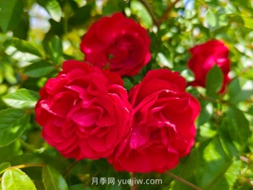 月季红木香爆花机器，花艳丽花量大花期长