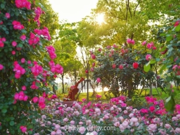 上海前滩休闲公园，月季花海盛景等你赏