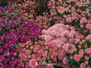 中国6大花市，全国花卉批发市场介绍