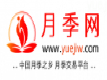 中国上海龙凤419，月季品种介绍和养护知识分享专业网站